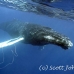 whale_humpback_h_00197_dom3596.jpg